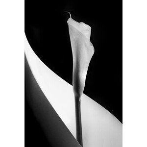 Umělecká fotografie Calla lily, Stephen Clough, (26.7 x 40 cm)