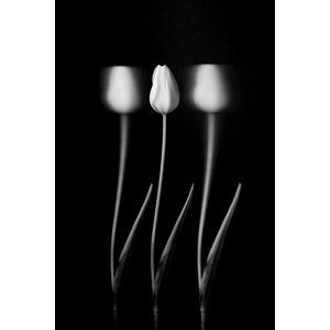 Umělecká fotografie Tulips, Tony Xu, (26.7 x 40 cm)