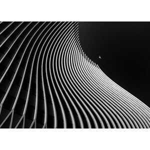 Umělecká fotografie Flight moment, alizolghadri93, (40 x 30 cm)