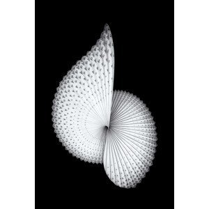 Umělecká fotografie Nautilus-like Sculpture, Mei Xu, (26.7 x 40 cm)