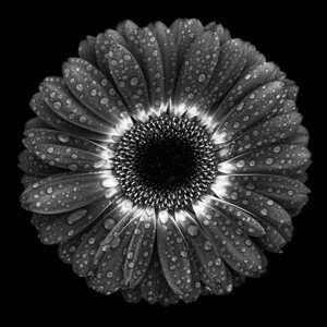 Umělecká fotografie Floral Drops, Milton Mpounas, (40 x 40 cm)