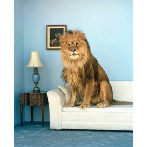 Umělecká fotografie Lion sitting on couch, Matthias Clamer, (35 x 40 cm)