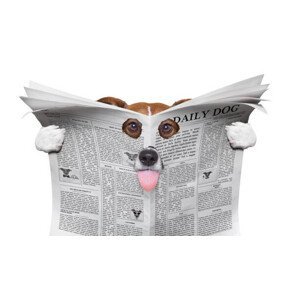 Umělecká fotografie spy dog reading a newspaper, damedeeso, (40 x 22.5 cm)