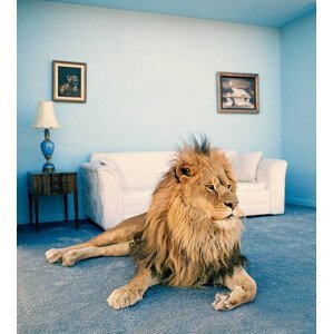 Umělecká fotografie Lion on living room rug, Matthias Clamer, (35 x 40 cm)