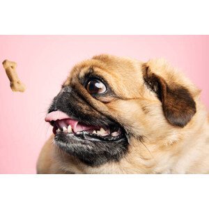 Umělecká fotografie Fat dog being teased with a biscuit., ClarkandCompany, (40 x 26.7 cm)