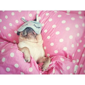 Umělecká fotografie Cute pug dog sleep rest with, fongleon356, (40 x 30 cm)