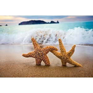 Umělecká fotografie In the Mood for Love -  Couple of Starfish, Pinopic, (40 x 26.7 cm)