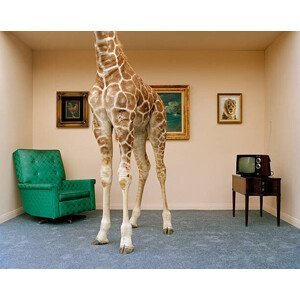 Umělecká fotografie Giraffe in living room, low section, Matthias Clamer, (40 x 30 cm)