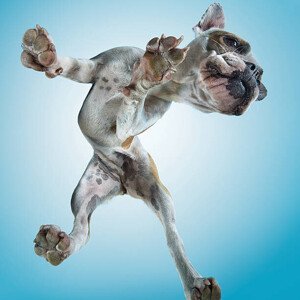 Umělecká fotografie French Bulldog Dancing, Gandee Vasan, (40 x 40 cm)
