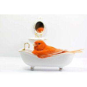 Umělecká fotografie Bird taking a bath in the bathtub, Fernando Trabanco Fotografía, (40 x 26.7 cm)