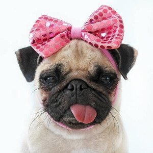 Umělecká fotografie Funny Pug dog, retales botijero, (40 x 40 cm)