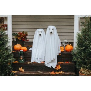Umělecká fotografie dog ghost for halloween, Sergeeva, (40 x 26.7 cm)