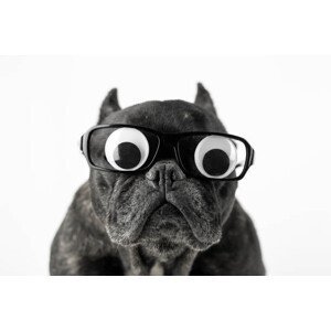 Umělecká fotografie Dog with glasses and bulging eyes, Fernando Trabanco Fotografía, (40 x 26.7 cm)