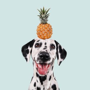 Umělecká fotografie Funny dog, retales botijero, (40 x 40 cm)