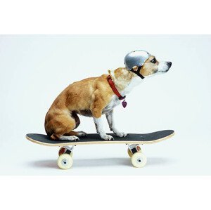 Umělecká fotografie Dog with Helmet Skateboarding, Chris Rogers, (40 x 26.7 cm)