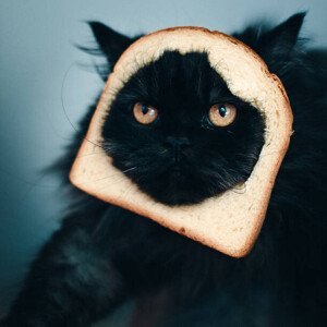 Umělecká fotografie Cat sandwich, Stéphane Berla, (40 x 40 cm)