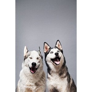 Umělecká fotografie Two Happy Husky Dogs, Ilka & Franz, (26.7 x 40 cm)