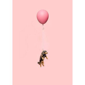 Umělecká fotografie Cute dog tied to a balloon and floating, Ian Ross Pettigrew, (30 x 40 cm)
