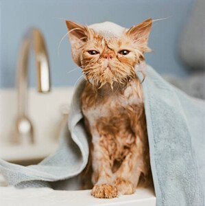 Umělecká fotografie Orange Persian cat  under towel, GK Hart/Vikki Hart, (40 x 40 cm)