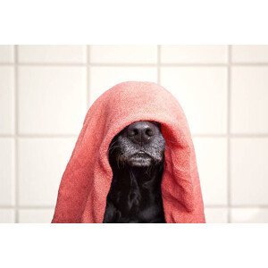 Umělecká fotografie Wet dog, Faba-Photograhpy, (40 x 26.7 cm)