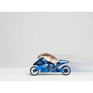 Umělecká fotografie Hamster sitting on toy motorcycle, side, Roger Wright, (40 x 30 cm)