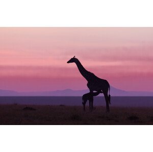 Umělecká fotografie Good morning Masai Mara 7, Libor Ploček, (40 x 26.7 cm)