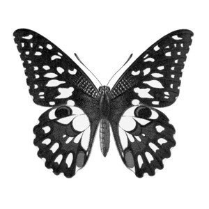 Umělecká fotografie Old chromolithograph illustration of Birdwing Butterfly, mikroman6, (40 x 35 cm)