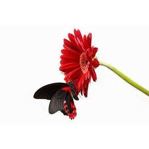 Umělecká fotografie Butterfly on red gerbera  flower, Digital Zoo, (40 x 26.7 cm)