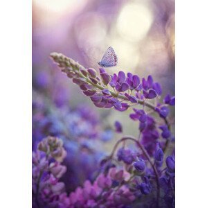 Umělecká fotografie Close-up of butterfly on purple flowers,Russia, Dana Sh / 500px, (26.7 x 40 cm)