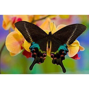 Umělecká fotografie Papilio Krishna from China on Orchid, Darrell Gulin, (40 x 26.7 cm)