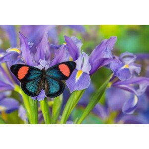 Umělecká fotografie Tropical butterfly on blue iris, Darrell Gulin, (40 x 26.7 cm)
