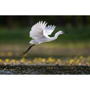 Umělecká fotografie Little egret flying above the pond., skynesher, (40 x 26.7 cm)