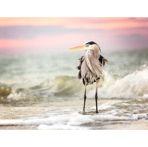 Umělecká fotografie Amazing Great Blue Heron at Sunrise, Vicki Jauron, Babylon and Beyond Photography, (40 x 30 cm)