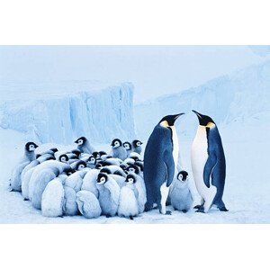 Umělecká fotografie Two emperor penguins beside group of, Johnny Johnson, (40 x 26.7 cm)