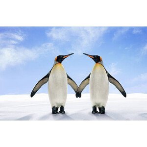 Umělecká fotografie Two King Penguins Stand Side by, Digital Zoo, (40 x 24.6 cm)