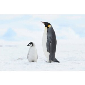 Umělecká fotografie Emperor penguin , chick and adult., Martin Ruegner, (40 x 26.7 cm)
