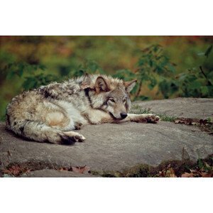 Umělecká fotografie Eastern Gray Wolf Laying On Rock, Copyright Michael Cummings, (40 x 26.7 cm)