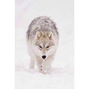 Umělecká fotografie Portrait of arctic wolf  in, Maxime Riendeau, (26.7 x 40 cm)