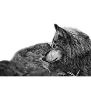 Umělecká fotografie Stunning profile portrait of handsome Gray Wolf, Adria  Photography, (40 x 26.7 cm)