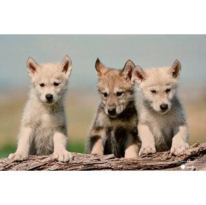 Umělecká fotografie Baby Wolf pups, Jim Austin Jimages Digital Photography, (40 x 26.7 cm)