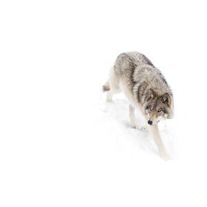 Umělecká fotografie Timber Wolf in winter, Jim Cumming, (40 x 26.7 cm)