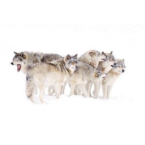 Umělecká fotografie Timber wolf family, Jim Cumming, (40 x 26.7 cm)