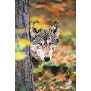 Umělecká fotografie Gray Wolf Peeking Around a Tree, John Conrad, (26.7 x 40 cm)