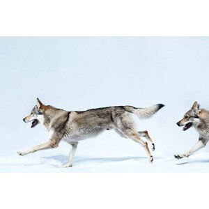 Umělecká fotografie 2 wolves running, Henrik Sorensen, (40 x 26.7 cm)