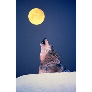 Umělecká fotografie Wolf howling at full moon, Martin Ruegner, (26.7 x 40 cm)