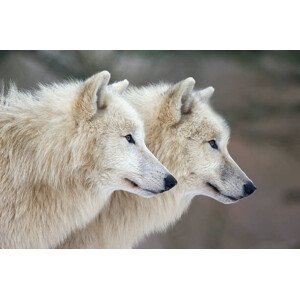 Umělecká fotografie Arctic wolves, Raimund Linke, (40 x 26.7 cm)