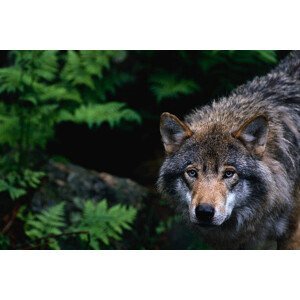 Umělecká fotografie Alert Grey Wolf Hunting, Staffan Widstrand, (40 x 26.7 cm)