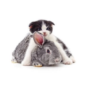 Umělecká fotografie Little kitty and bunny., Voren1, (40 x 30 cm)