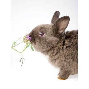 Umělecká fotografie bunny smelling a flower, frenc, (30 x 40 cm)