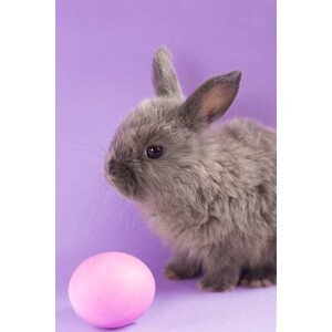 Umělecká fotografie Gentle cute gray rabbit sits on, KiraBudaieva, (26.7 x 40 cm)